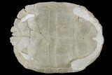 Fossil Tortoise (Testudo) - South Dakota #115065-2